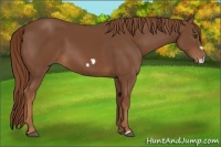 Horse Color:Chestnut Frame 