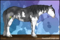 Horse Color:Black Chinchilla Splash 