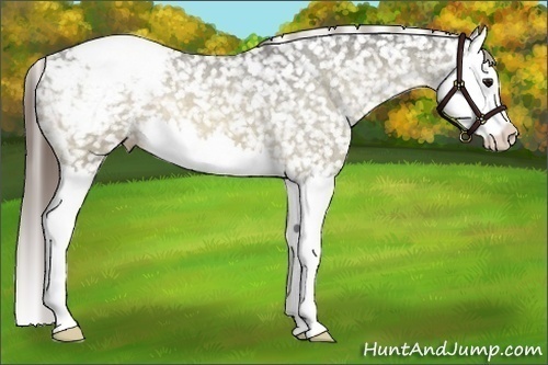 Horse Color:Buckskin Dun Splash Snowflake Varnish