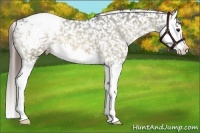Horse Color:Buckskin Dun Splash Snowflake Varnish