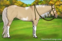 Horse Color:Silver Bay Dun Sabino Tobiano Frame Rabicano 