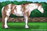 Horse Color:White Spotted Chestnut 
