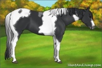Horse Color:Black Tobiano Frame 