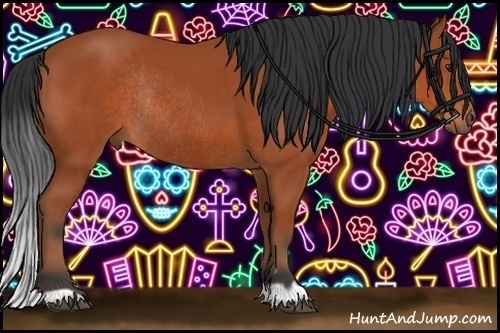 Horse Color:Bay Rabicano 