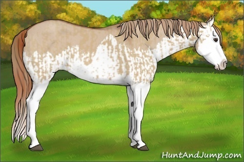 Horse Color:Red Dun Splash and Red Dun Splash