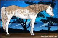 Horse Color:Red Dun Splash  and Red Dun Splash 