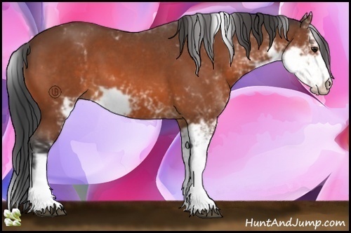 Horse Color:Bay Sabino 