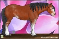 Horse Color:Bay Sabino 