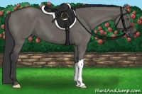 Horse Color:Grullo