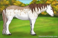 Horse Color:Red Dun Splash  and Red Dun Splash 