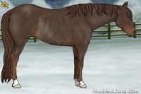 Horse Color:Liver Chestnut Rabicano 