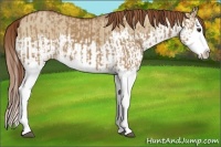 Horse Color:Red Dun Splash  and Red Dun Splash 
