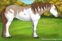 Horse Color:Red Dun Splash  and Red Dun Splash Frame 