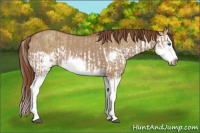 Horse Color:Red Dun Splash  and Red Dun Splash Frame 