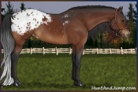 Horse Color:Bay Appaloosa 