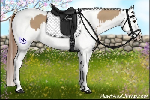 Horse Color:Red Dun Splash and White Spotted Red Dun Splash