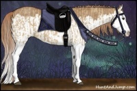 Horse Color:Red Dun Splash  and Red Dun Splash Rabicano 
