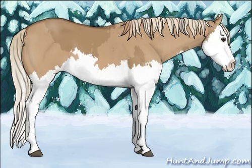 Horse Color:Red Dun Splash  and Red Dun Splash 