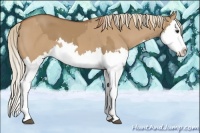 Horse Color:Red Dun Splash and Red Dun Splash