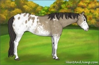 Horse Color:White Spotted Brown Dun Blanket