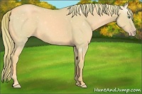Horse Color:Watercolor Gold Cream Champagne Dun 