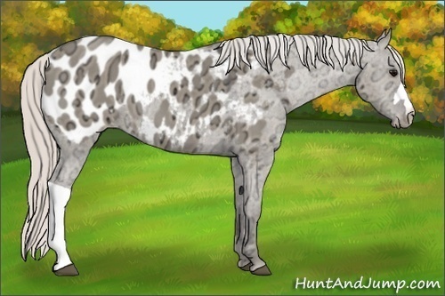 Horse Color:Silver Grullo Ice Near Leopard