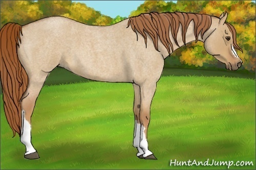 Horse Color:Red Dun Roan