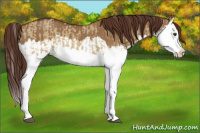 Horse Color:Red Dun Splash and Gray Red Dun Splash