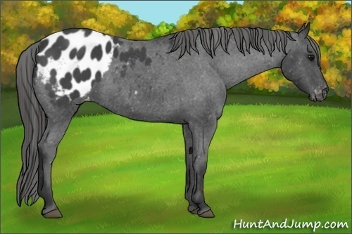 Horse Color:Blue Roan Appaloosa 