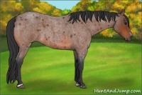 Horse Color:Bay Roan Sabino