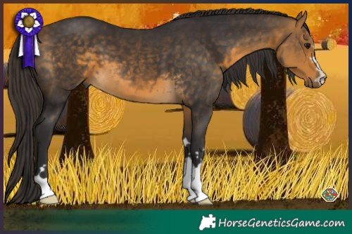 Horse Color:Buckskin 