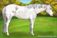 Horse Color:Liver Red Dun Splash Tobiano Appaloosa