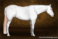 Horse Color:Classic Champagne Roan Dun Splash Frame Blanket 
