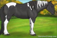 Horse Color:Smoky Black Tobiano 
