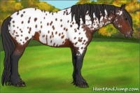 Horse Color:Bay Appaloosa