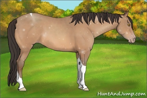 Horse Color:Amber Champagne Tobiano