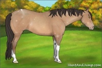 Horse Color:Amber Champagne Tobiano 