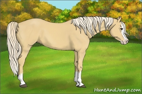 Horse Color:Palomino Splash
