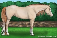 Horse Color:Buckskin Pearl Splash 