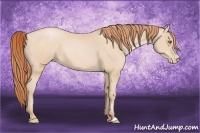 Horse Color:Buckskin Pearl 