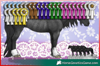 Horse Color:Black Rabicano 