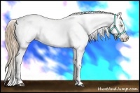 Horse Color:White Spotted Liver Chestnut Pearl Appaloosa 