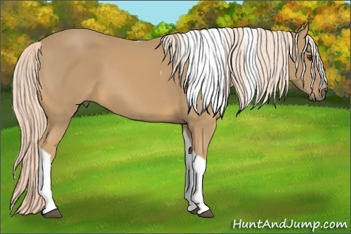 Horse Color:Palomino Tobiano 