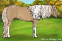 Horse Color:Palomino Tobiano
