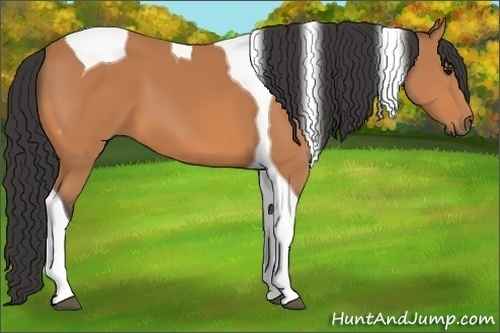 Horse Color:Buckskin Tobiano