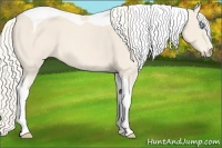 Horse Color:Cremello Tobiano