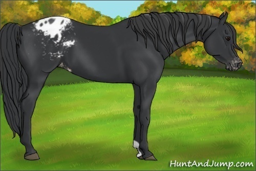 Horse Color:Black Appaloosa 