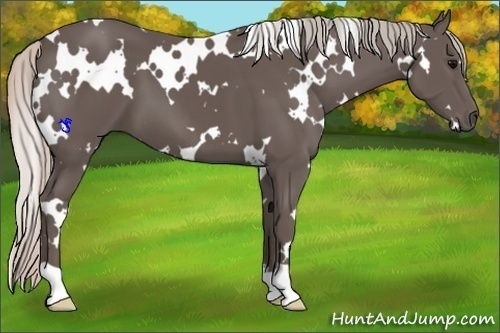 Horse Color:White Spotted Silver Black 