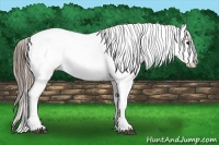 Horse Color:Black Near Leopard 