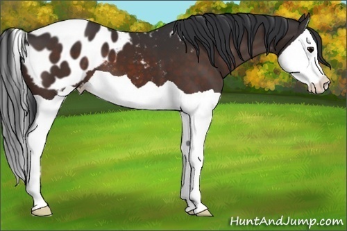 Horse Color:Bay Splash Appaloosa 